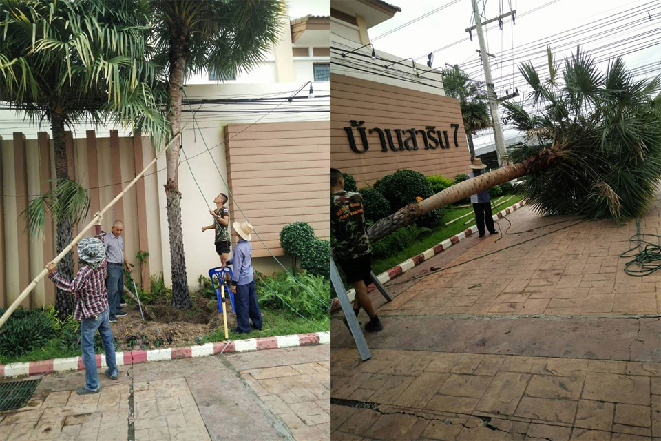 ย้ายต้นปาล์ม