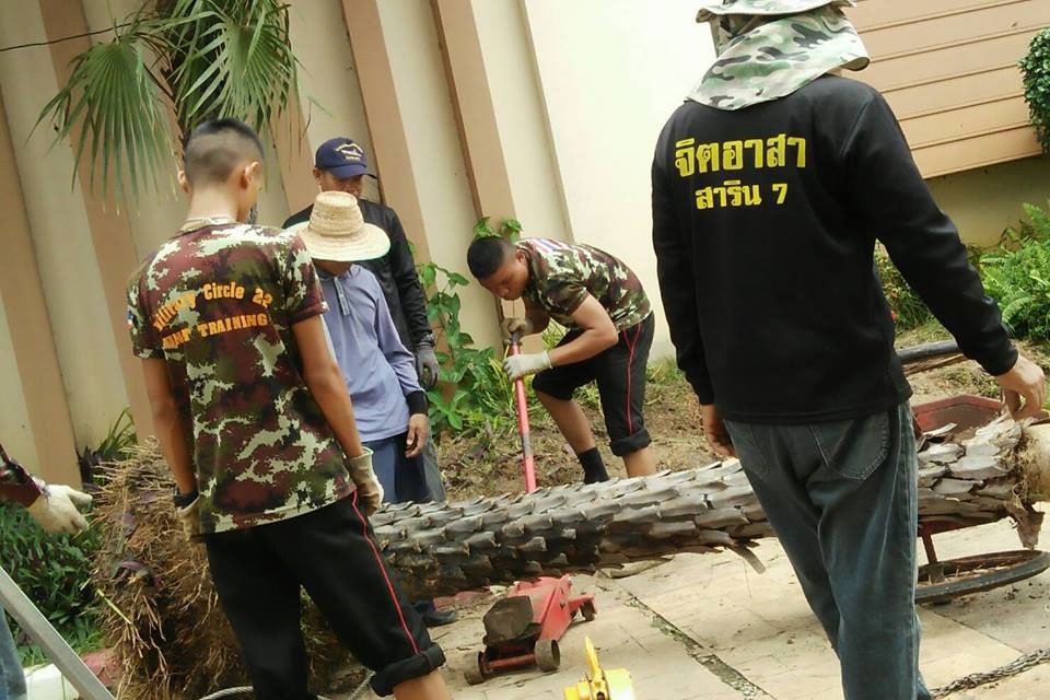 ย้ายต้นปาล์ม