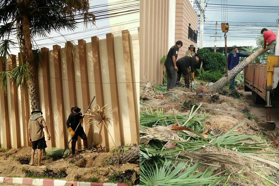 ย้ายต้นปาล์ม