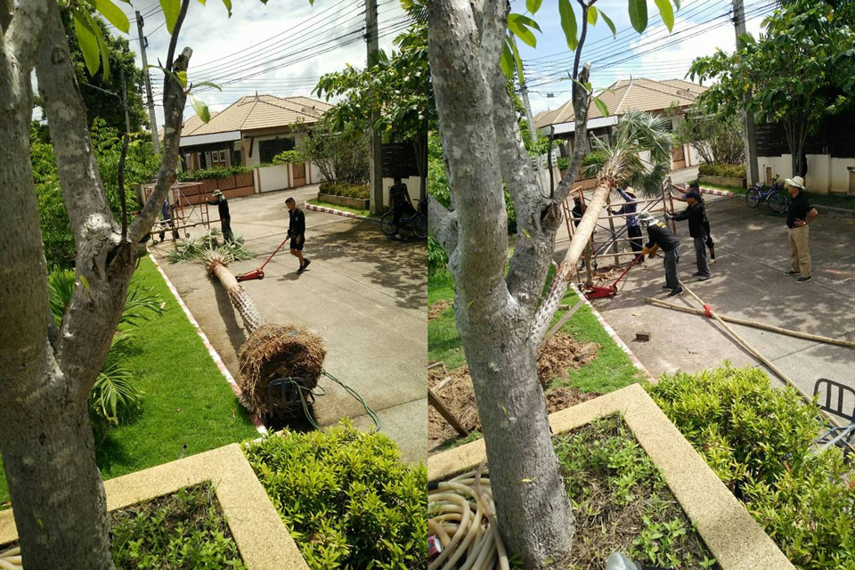 ย้ายต้นปาล์ม