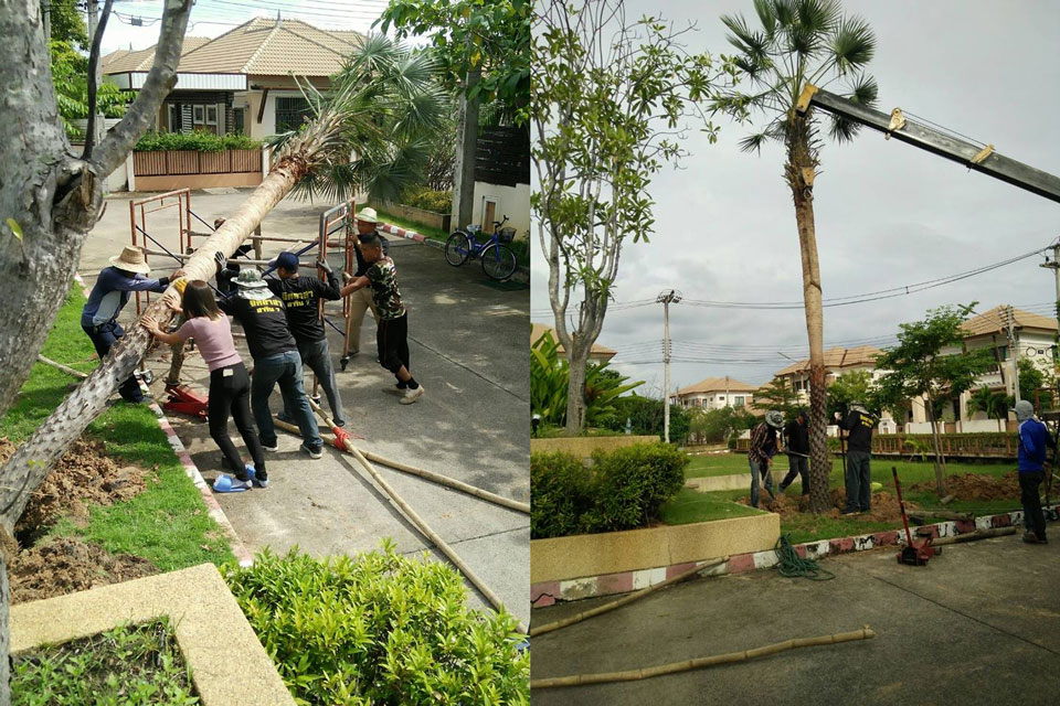 ย้ายต้นปาล์ม