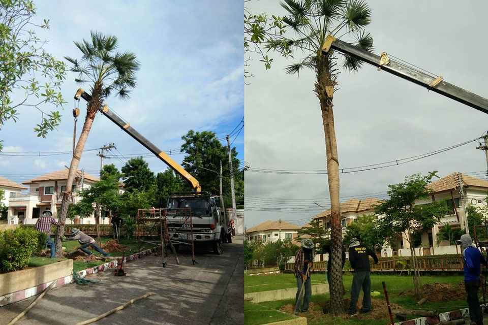 ย้ายต้นปาล์ม