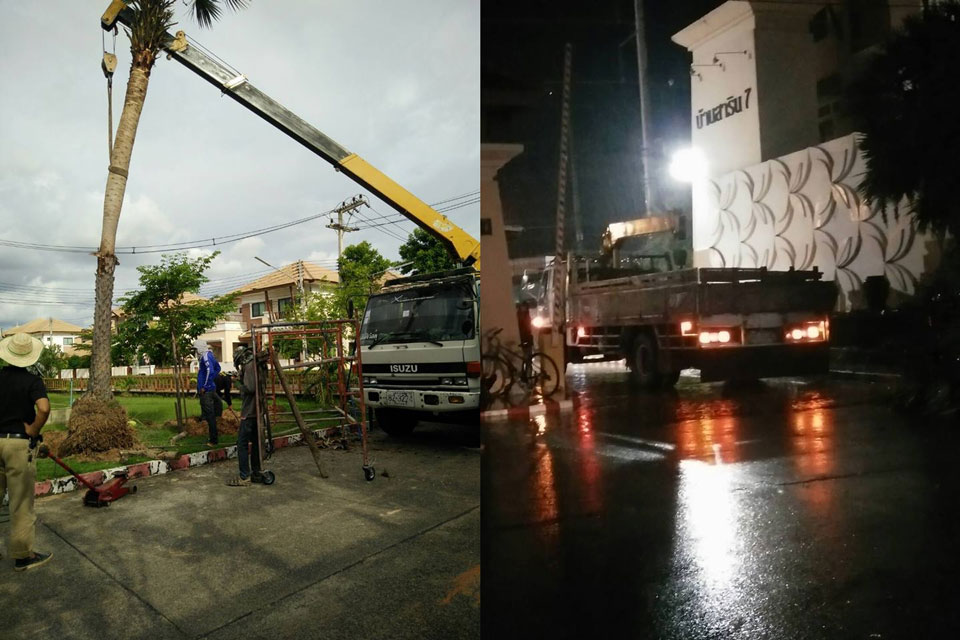 ย้ายต้นปาล์ม